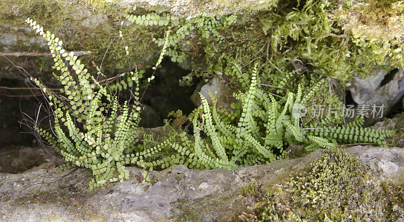 少女毛脾草（Asplenium thrichomanes）